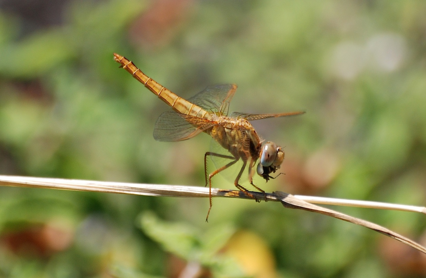 ID libellula 4: Crocothemis erythraea